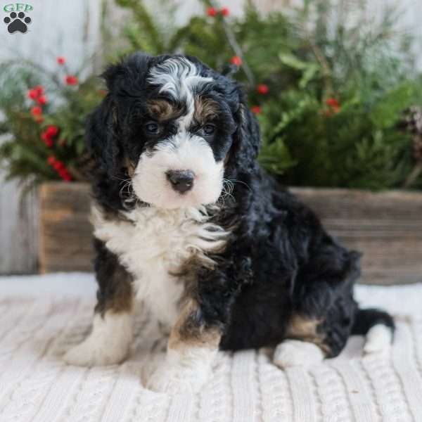 Duncan, Mini Bernedoodle Puppy